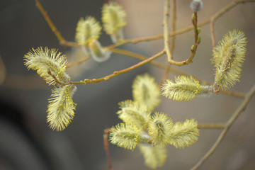 Blooming willow with yellow chickens on the branches