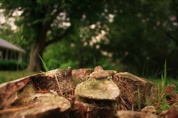 stump on the green grass 