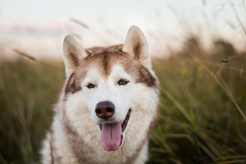 Close-up Portrait of happy and cute beige dog breed siberian husky with tonque hanging out sitting...