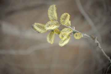 Blooming willow with yellow chickens on the branches