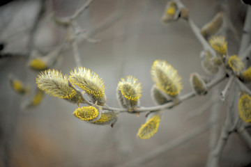 Blooming willow with yellow chickens on the branches