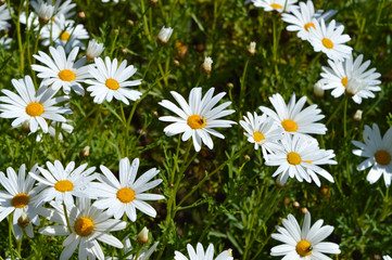 Fototapeta premium Close-up of a Beautiful White Daisy Bush in Bloom, Nature