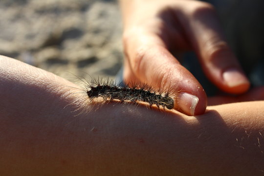 caterpillar crowling on hand