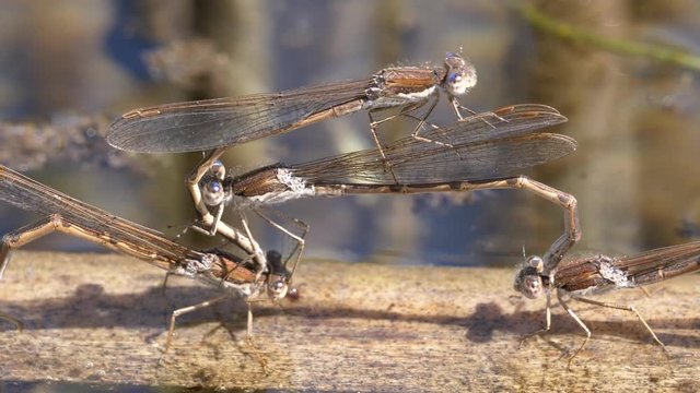 close up shot of multiple dragonflies mating on the water forming an interesting structure. (Lestes sponsa) Emerald damselfly