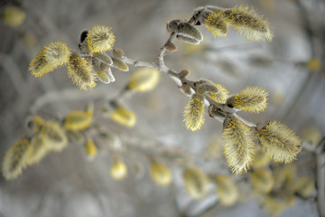 Blooming willow with yellow chickens on the branches