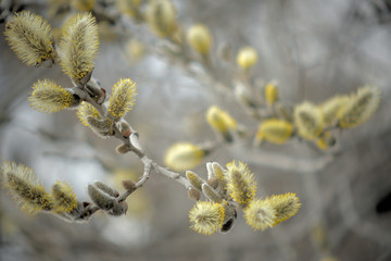 Blooming willow with yellow chickens on the branches