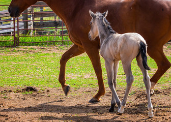 Mother and Foal