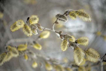 Blooming willow with yellow chickens on the branches
