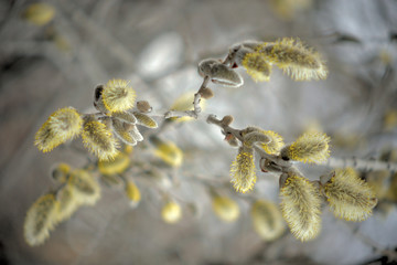 Blooming willow with yellow chickens on the branches