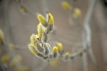 Blooming willow with yellow chickens on the branches