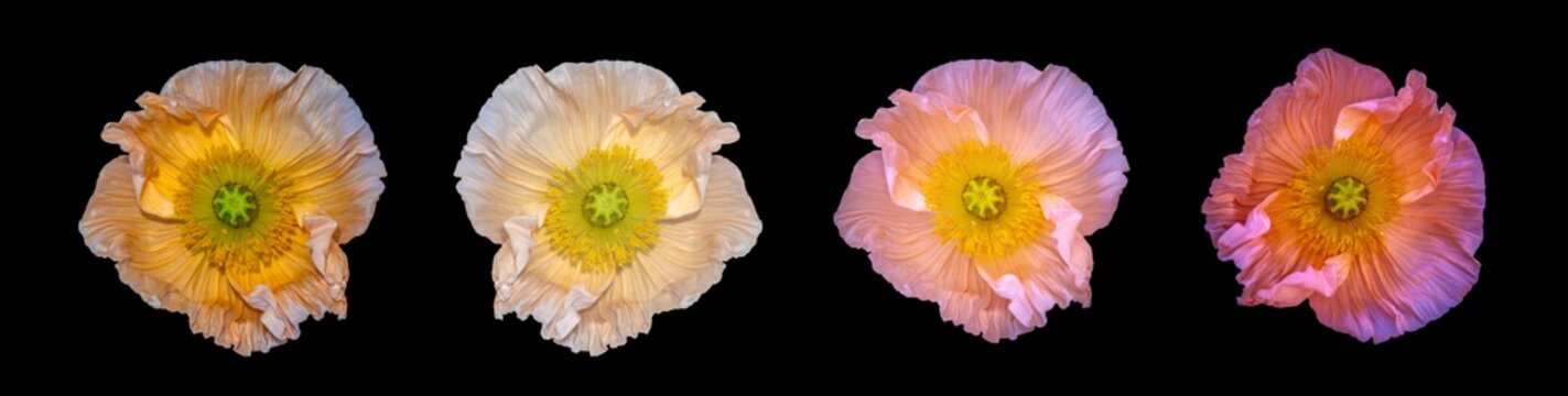 Free Poppy Images – Browse 612 Free Stock Photos, Vectors, and Video ...