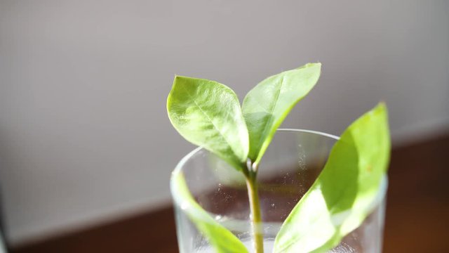 Slow zoom out of a green, seedling plant growing in a glass of water.