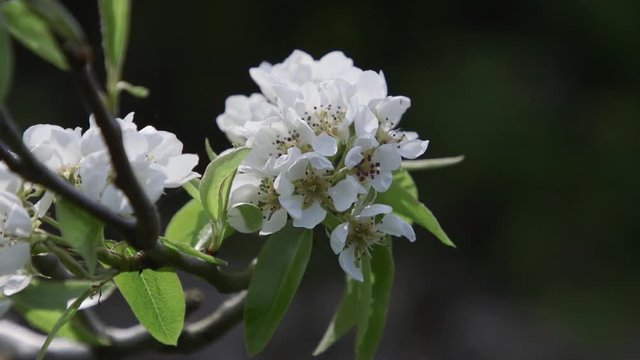 Pear tree blossoming with white flowers during Spring in the Pacific Northwest. Close-up. Slow motion. 24p/10 seconds. Version 1b