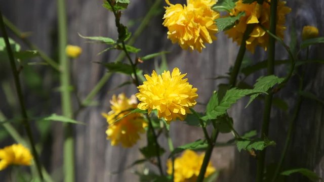 Yellow Kerria Flower blooming during Spring in the Pacific Northwest. Close-up,Slow motion. 24p/20 seconds. Version 1a