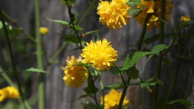 Yellow Kerria Flower blooming during Spring in the Pacific Northwest. Close-up,Slow motion. 24p/20 seconds. Version 1b.