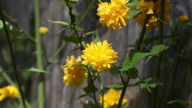Yellow Kerria Flower blooming during Spring in the Pacific Northwest. Close-up 60p/20 seconds. Version 1a.