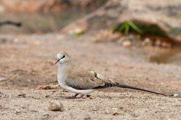 female namaqua dove,Kruger national park,South Africa