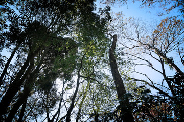 下からの木のシルエット