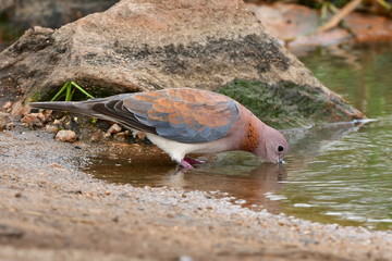 laughing dove Streptopelia senegalensis in Kruger national parklaughing dove Streptopelia senegalensis in Kruger national park