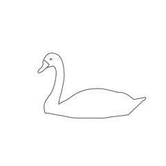 swan isolated on white background