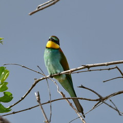 european bee eater in Kruger national park South Africa