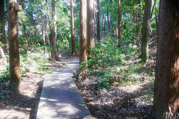 公園の遊歩道、ウッドデッキ