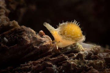 Cowry. Sea snail. Underwater macro from Ambon, Indonesia