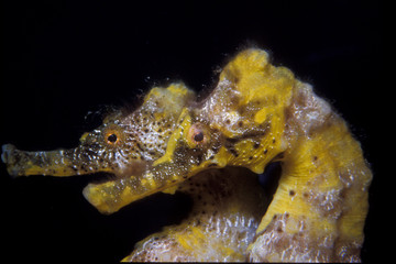 yellow seahorse