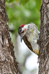 Obraz premium Bennetts woodpecker bird in Kruger national park
