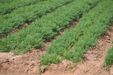 Fototapeta na wymiar Arizona carrot crop ready for harvest