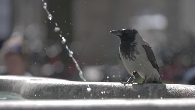 Ambient video footage from Copenhagen (K&oslash;benhavn) in Denmark (Danmark).