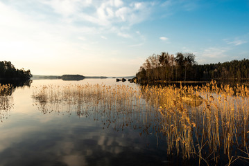 Reeds in lake