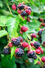 lush blackberries on a twig