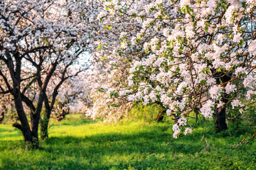 Fototapeta premium lush blooming apple trees