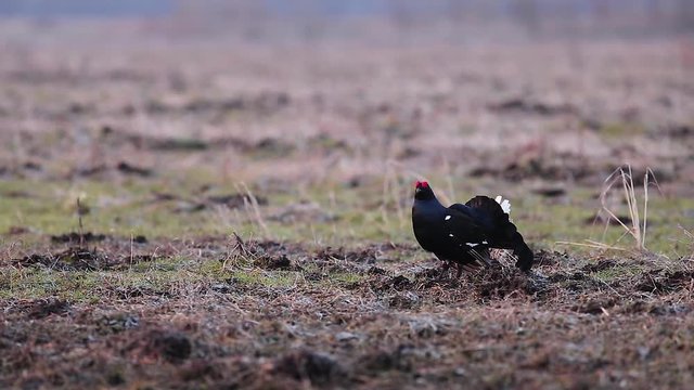 Black grouse breeding lek fight in early morning