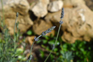 Close-up of a Lavender Flower, Lavandula, Nature