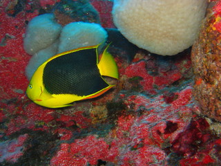 tropical fish on coral reef