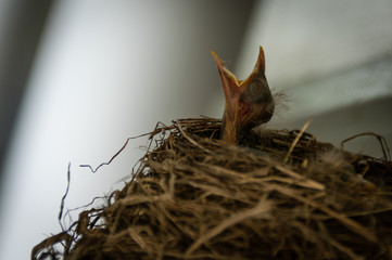 Naklejka na ściany i meble baby robin in nest