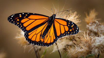 Monarch