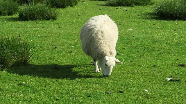 Lonely Scottish Sheep Grazing Grass in a Feild - From Front