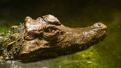 Kajman, aligator