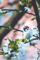 Male sparrow perched on cherry tree with spring white blooms