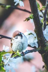 Male sparrow perched on cherry tree with spring white blooms