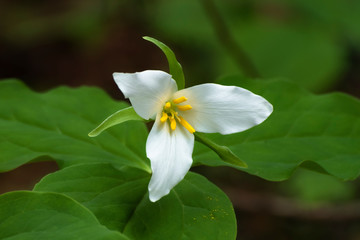 Western Trillium (Trillium ovatum), a native woodland lily growing throughout western Washington in the spring.