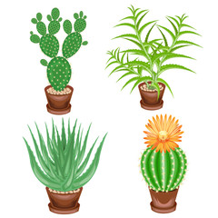 Color picture. A collection of houseplants in pots. Crassula, aloe vera, prickly pear, Mammillaria. Lovely hobby for collectors of cacti. Home and apartment decoration. Vector illustration