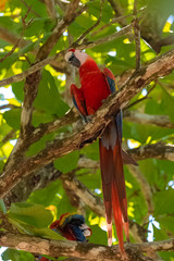 scarlet macaw, Ara macao, a beautiful parrot perched on a tree in Costa Rica 