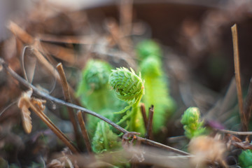 new fresh fern leaves bloom in the forest among the dry grass