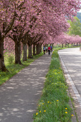 Schwarzwald im Frühling