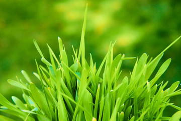 Close up of fresh green grass in sunny day with natural background. High selective focus. Shallow depth of field