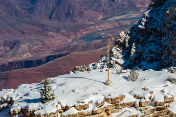 Grand Canyon in winter. View of snow covered mesa with small trees and solitary yucca plant. Red rock and  Colorado river below in the background. 